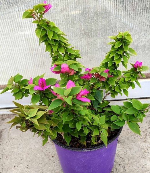 Bougainvillea 'Mini Thai'
